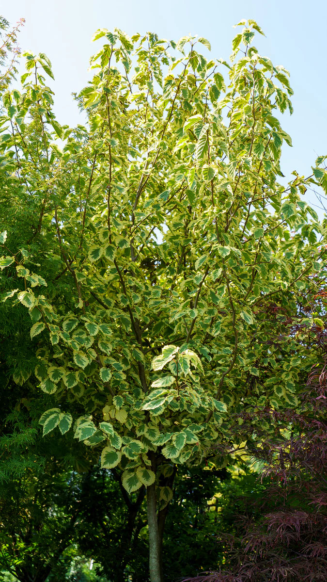 Variegated Dove Tree