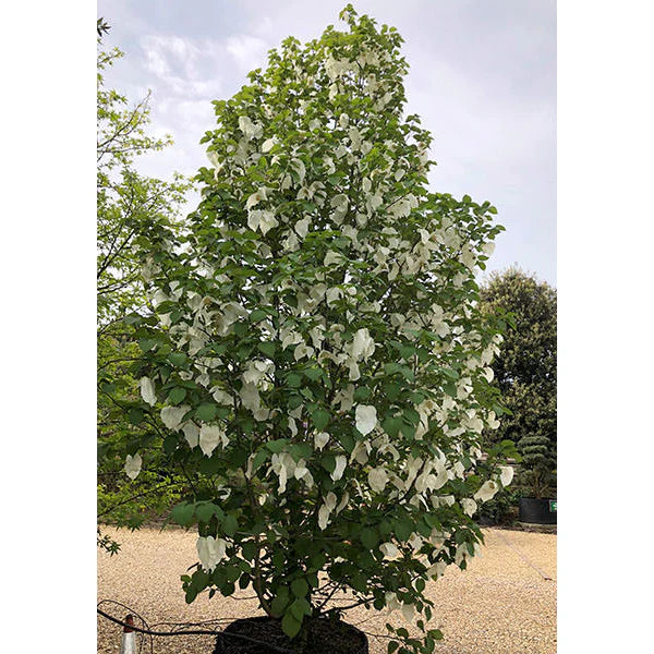 Dove Tree