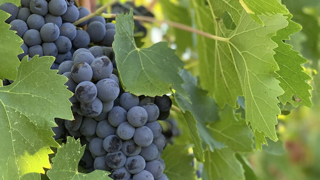 De Chaunac Grape