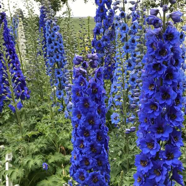 Blue Buccaneers Hybrid Bee Delphinium