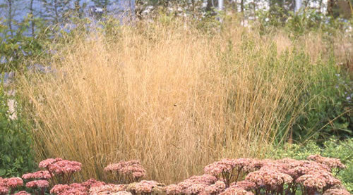 Gold Veil Tufted Hair Grass
