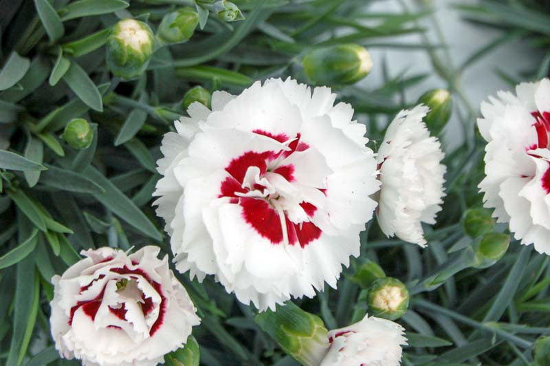 Coconut Surprise Dianthus, Pinks