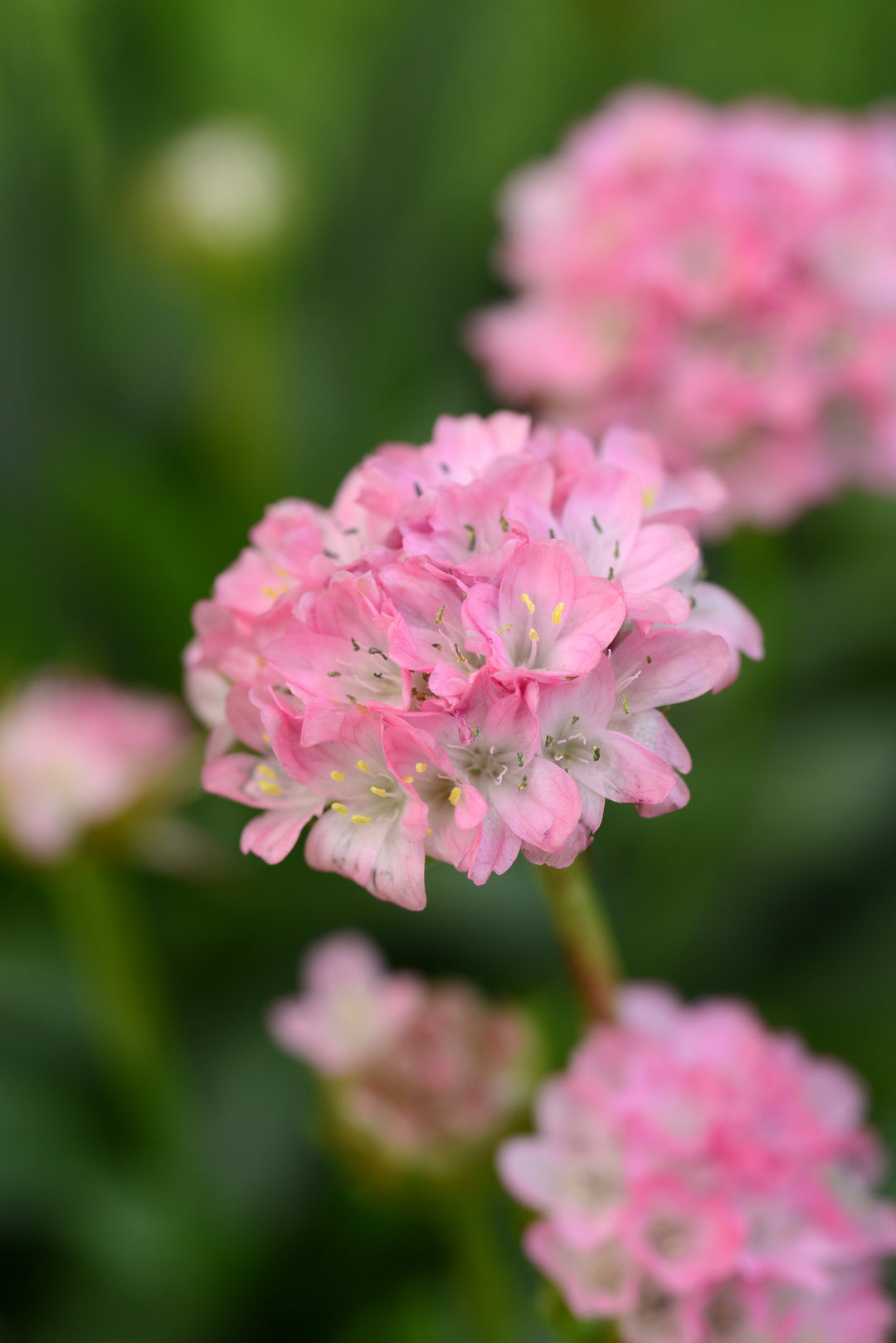 Daydream Sea Thrift