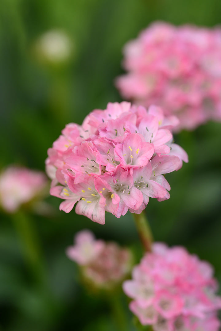 Daydream Sea Thrift