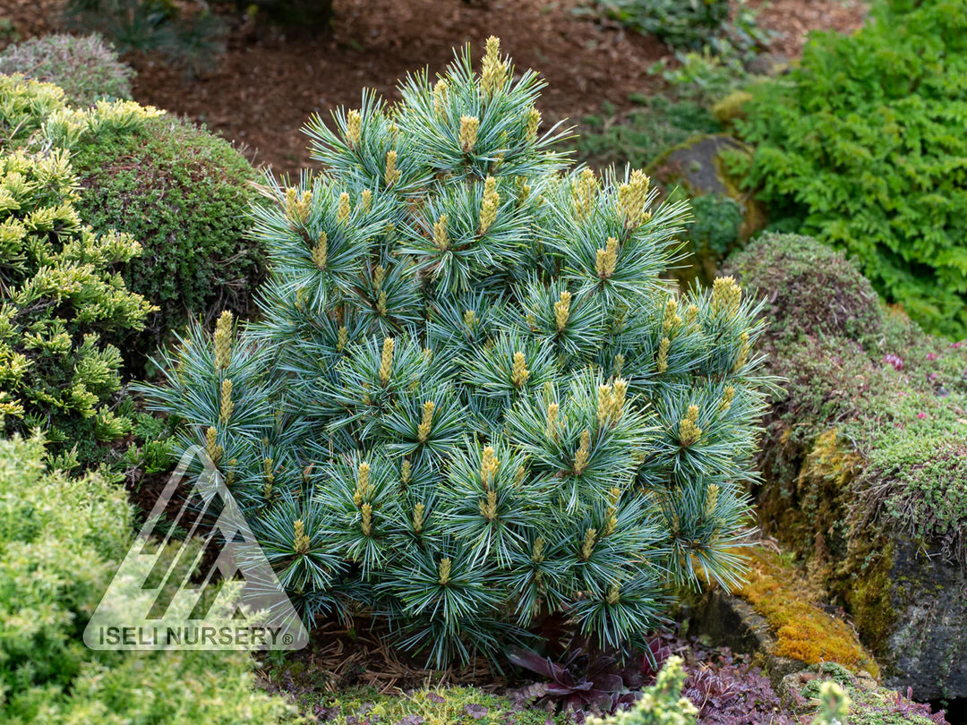 Dwarf Korean Pine