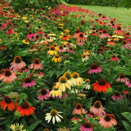 Cheyenne Spirit Coneflower, Coneflower