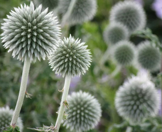 Star Frost Globe Thistle
