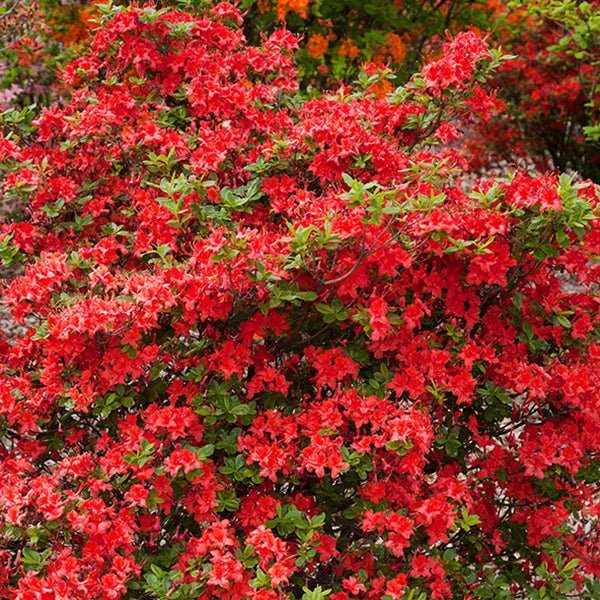 Electric Lights™ Azalea