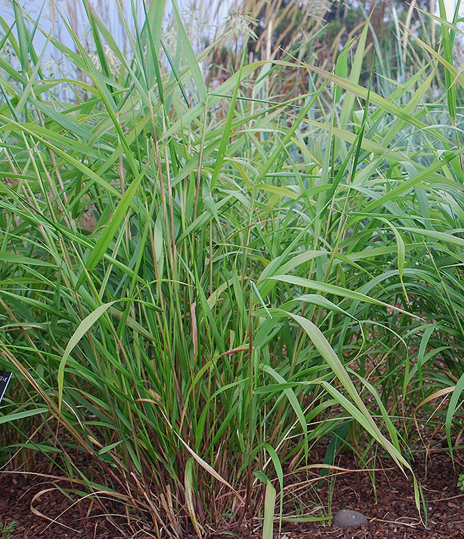 Virginia Wild Rye