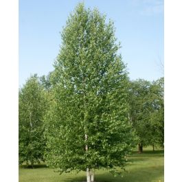Tianshan Birch