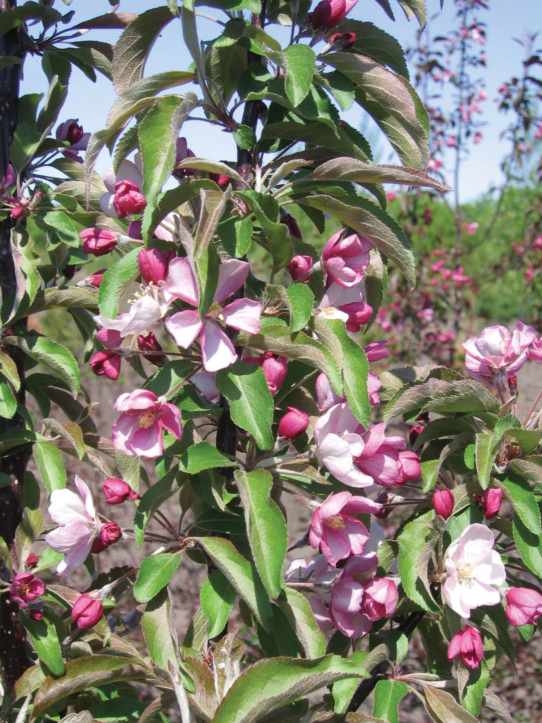 Emerald Spire® Crabapple