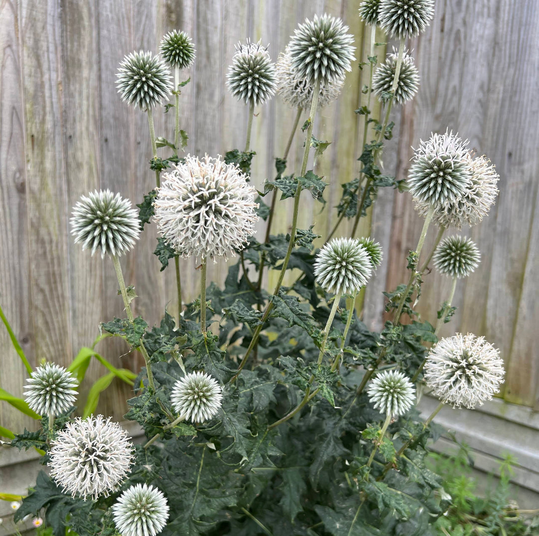 Star Frost Globe Thistle