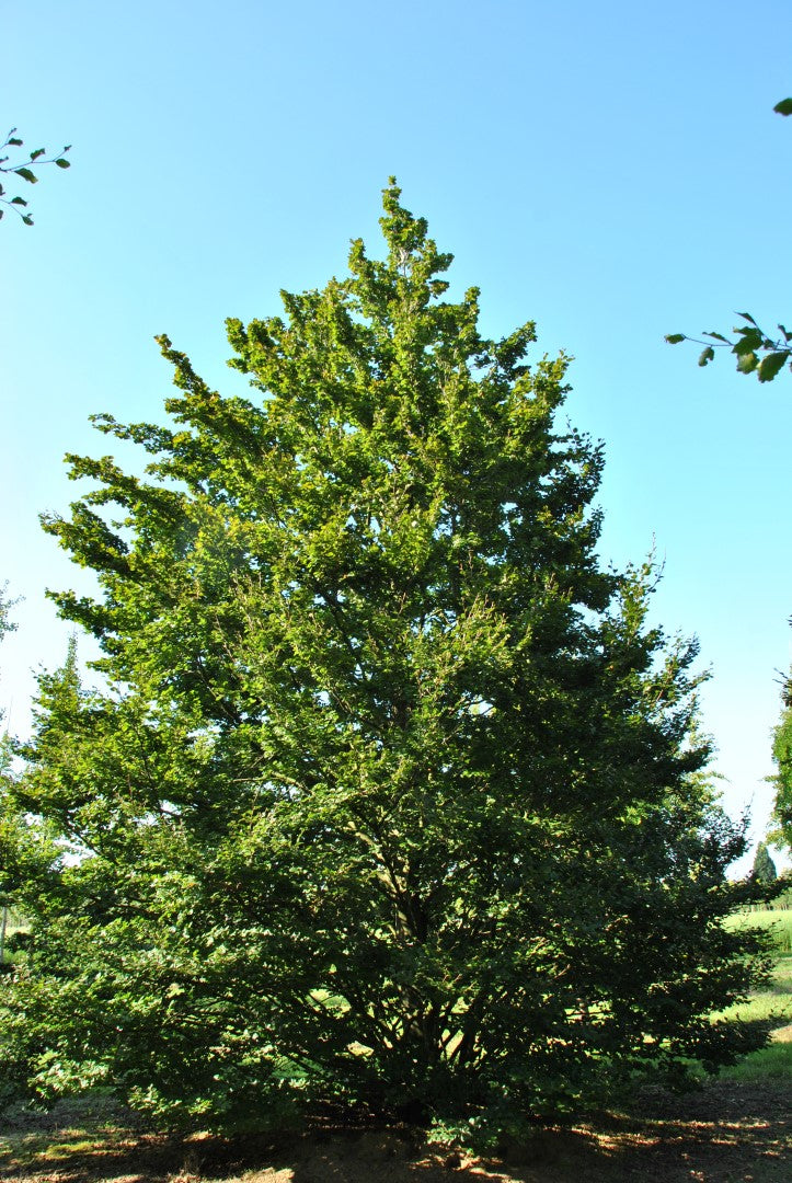 Cockleshell Beech