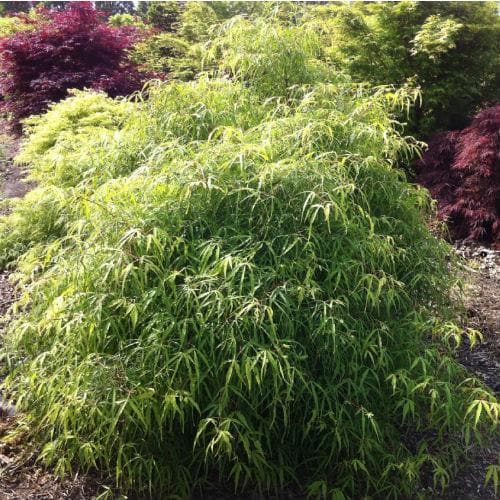 Dwarf Fernleaf Beech