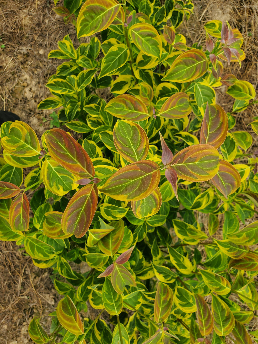 Fire on the Mountain Dogwood