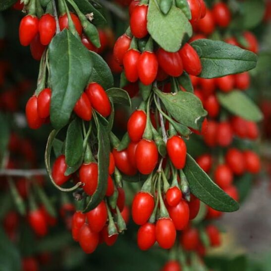 Firecracker Goji Berry