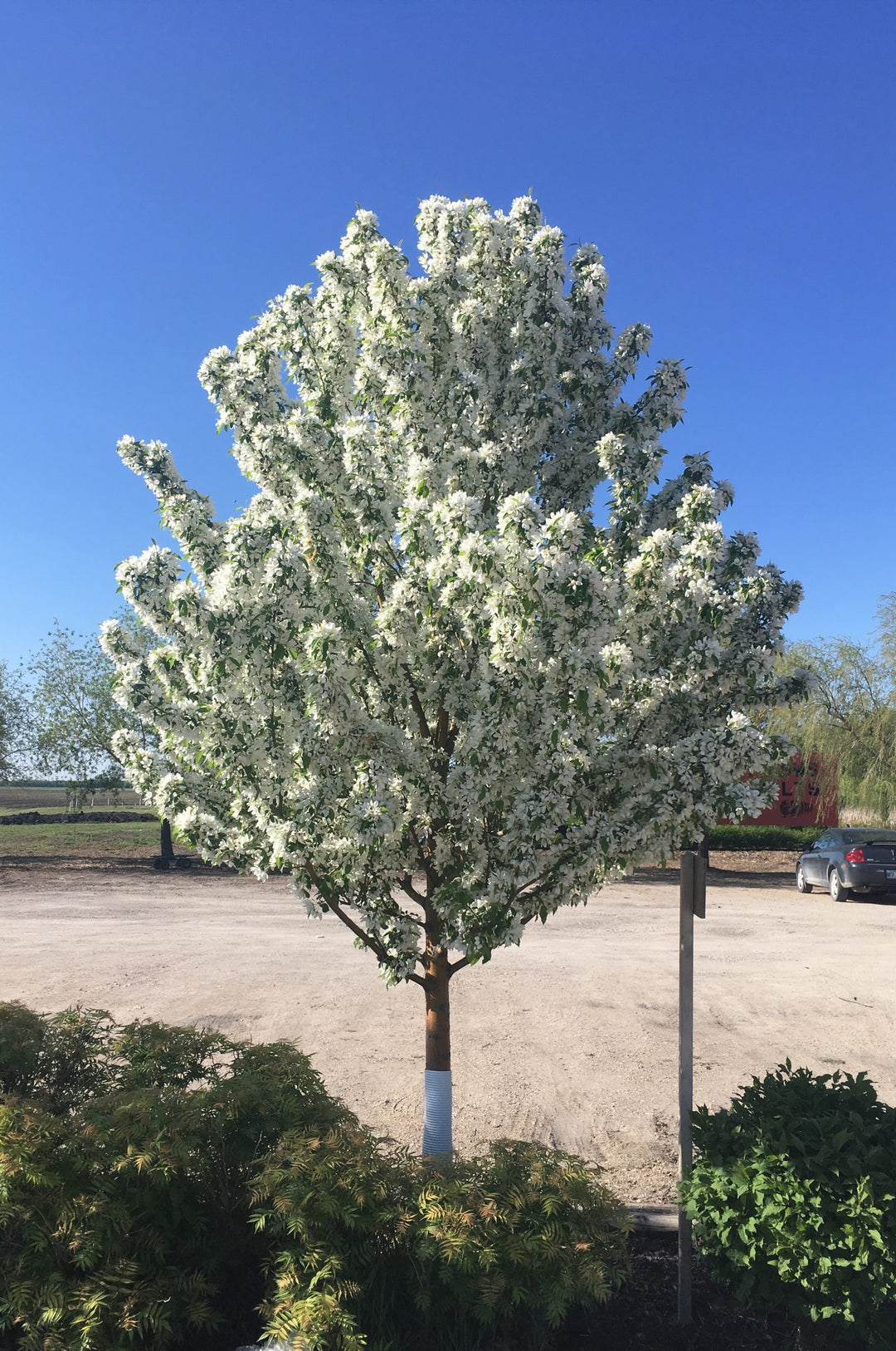 Spring Snow Crabapple