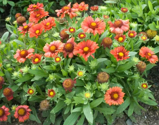 Arizona Red Shades Blanket Flower