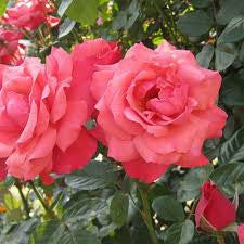 Galway Bay Climbing Rose