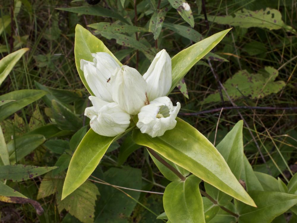 White Gentian