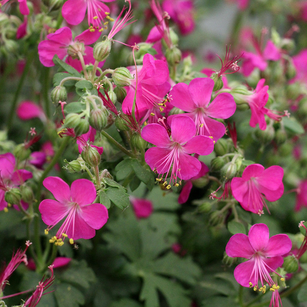 Intense Cranesbill
