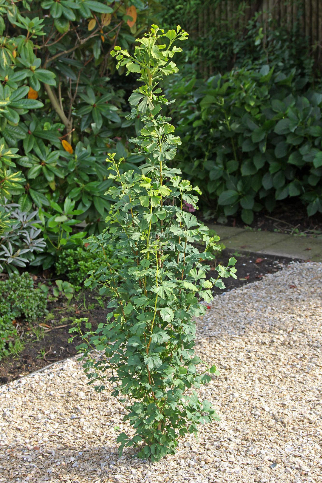 Menhir Maidenhair Tree