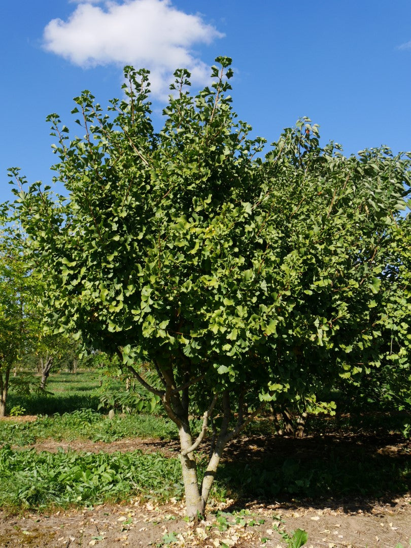 Simon Maidenhair Tree