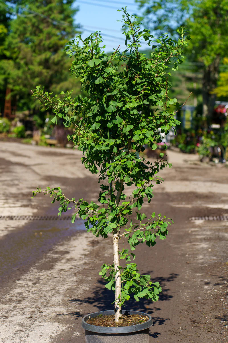 Dwarf Maidenhair Tree