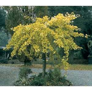 Umbrella Maidenhair Tree