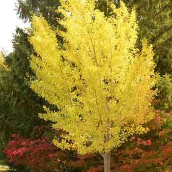 Weeping Maidenhair Tree