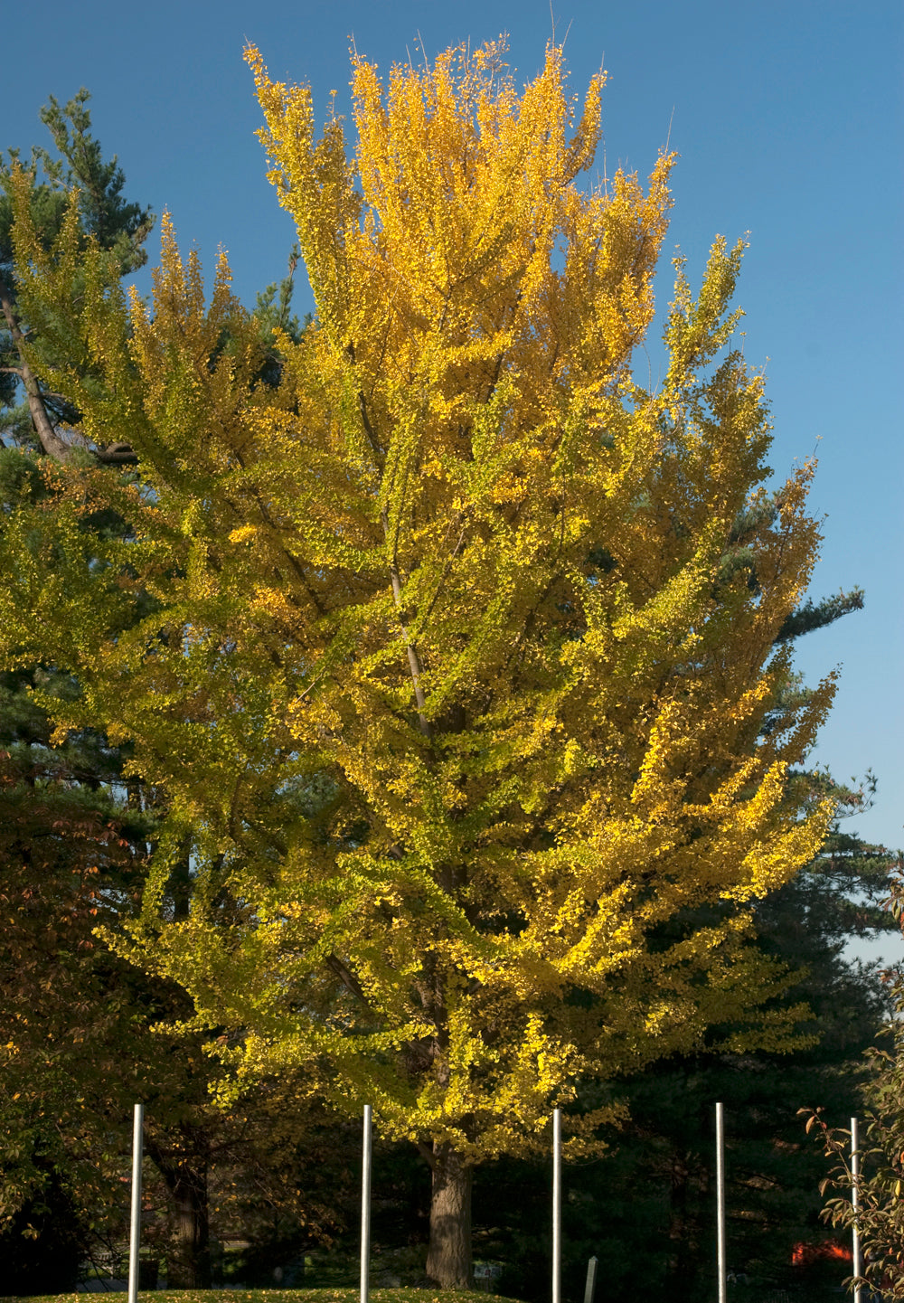 Lakeview Maidenhair Tree