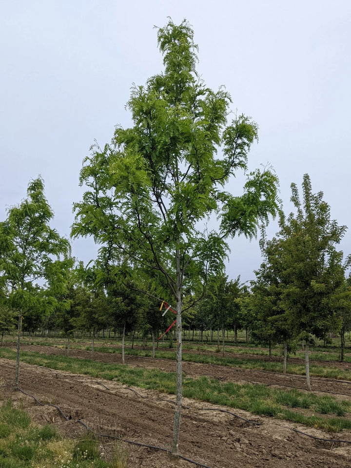 Imperial® Honeylocust
