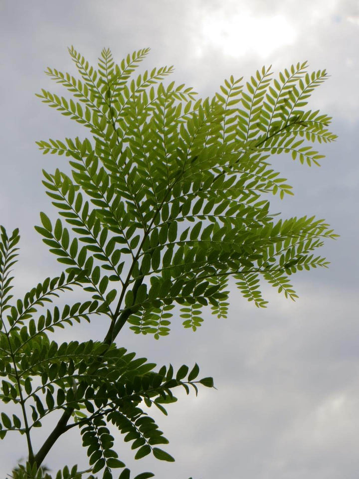 Shademaster Honeylocust