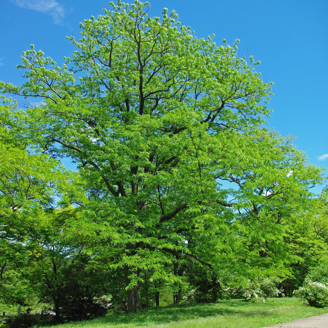 Halka™ Honeylocust