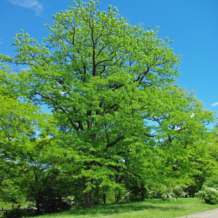 Halka™ Honeylocust