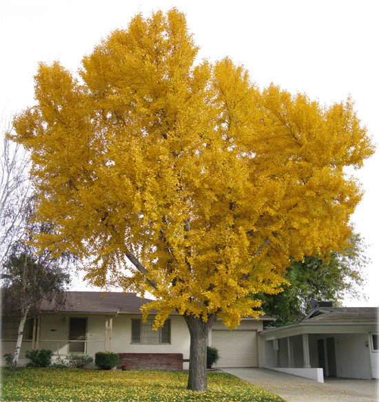Golden Globe Maidenhair Tree