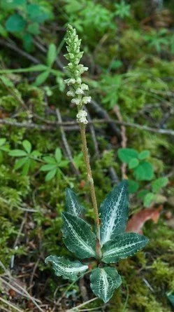 Rattlesnake Plantain