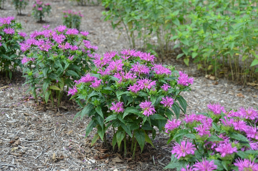 Grand Parade™ Bee Balm, Bergemot, Dwarf Bee Balm