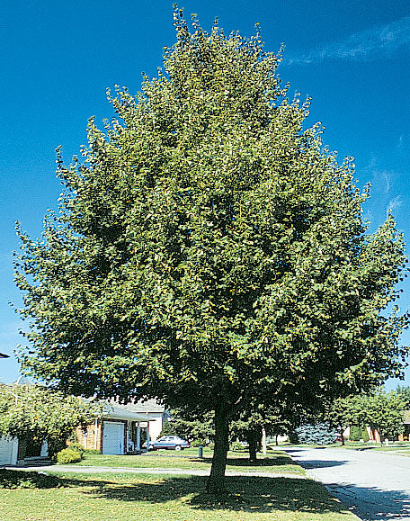 Greenspire™ Linden