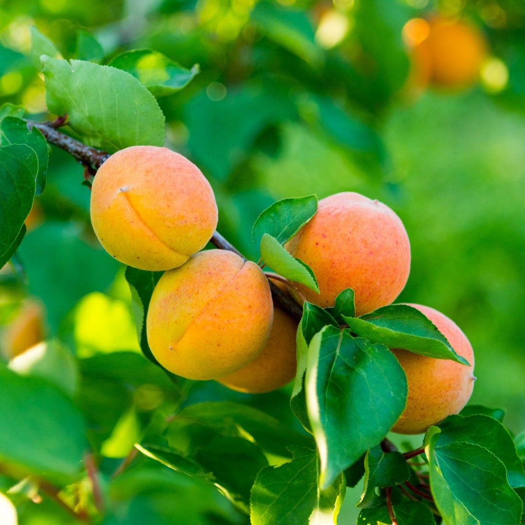 Harlayne Apricot
