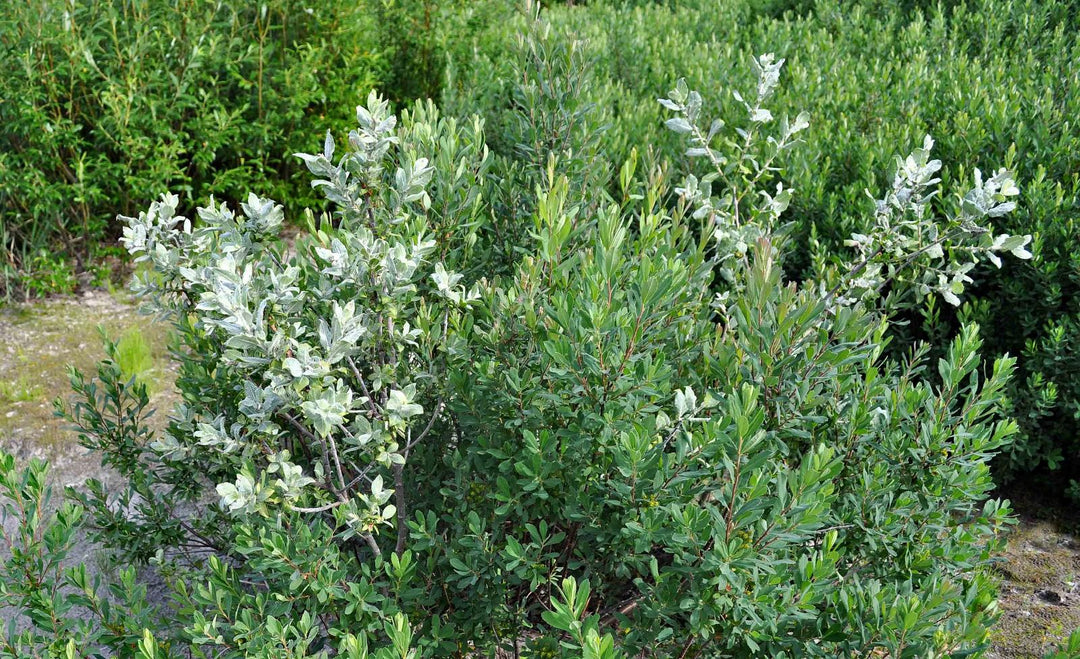 Sand Dune Willow