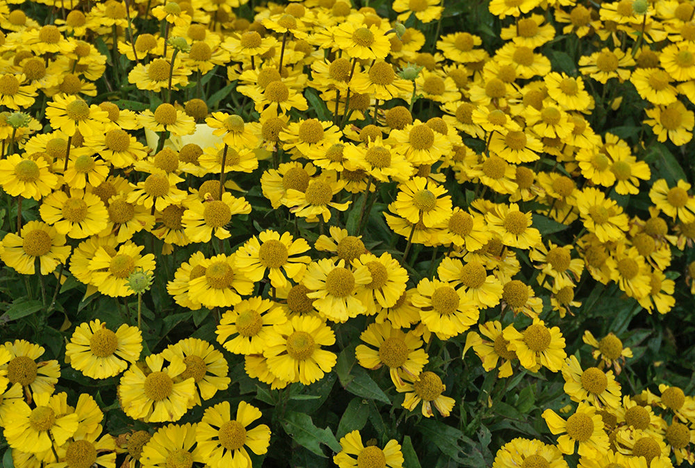 Sombrero Sneezeweed, Helen&