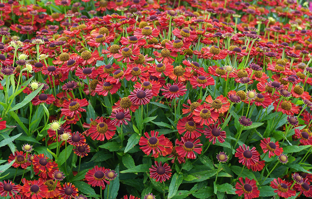 Salsa Sneezeweed, Helen&