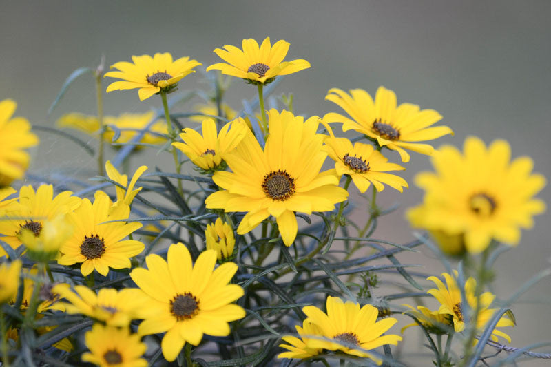 Swamp Sunflower