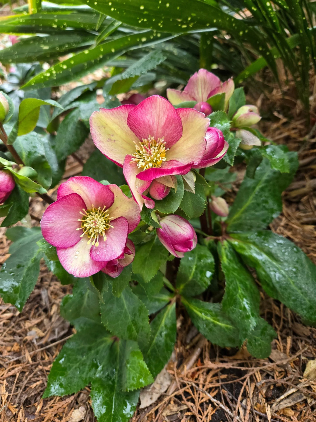 Rosado Lenten Rose, Ice N&