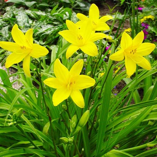 Lemon Lily, Daylily, Custard Lily