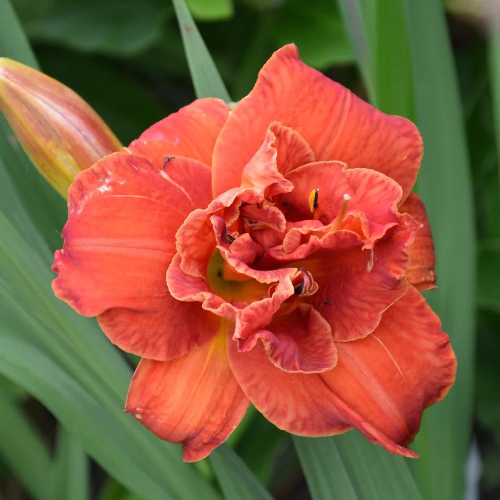 Moses Fire Daylily