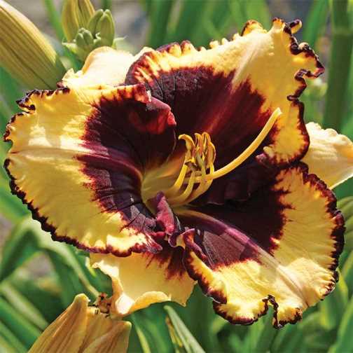 Tiger Blood Daylily