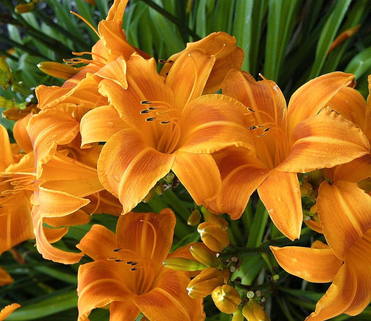 Rocket City Daylily