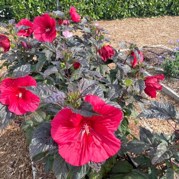 Moonshadow™ Carmine Rose Mallow